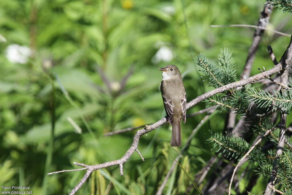 Alder Flycatcheradult breeding