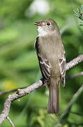 Alder Flycatcher