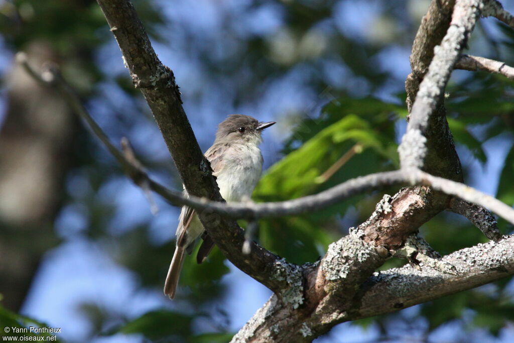 Moucherolle phébiimmature