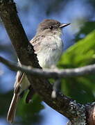 Eastern Phoebe