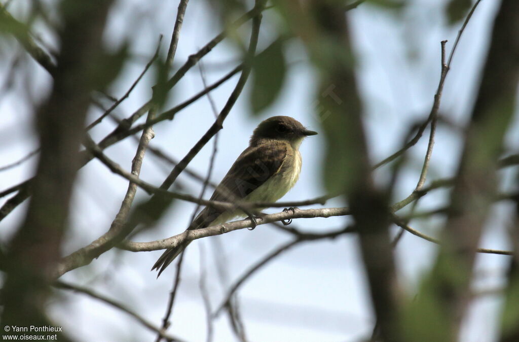 Eastern Phoebeadult breeding