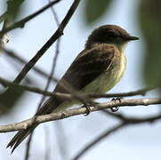 Eastern Phoebe