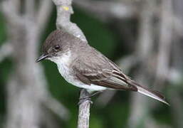 Eastern Phoebe