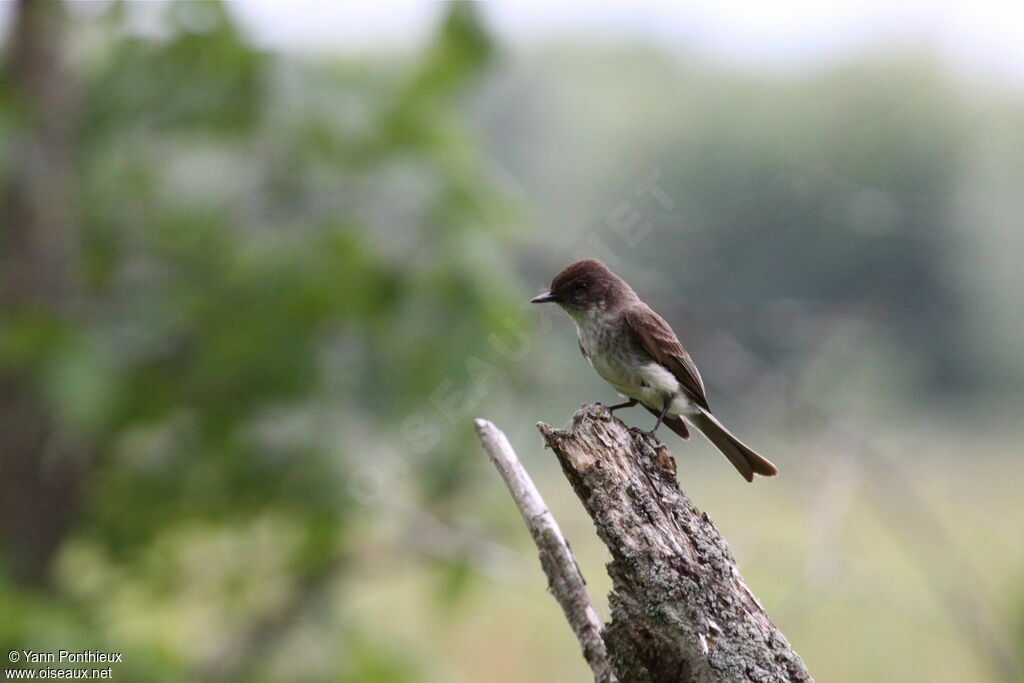 Eastern Phoebeadult breeding