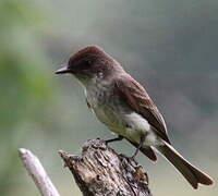 Eastern Phoebe