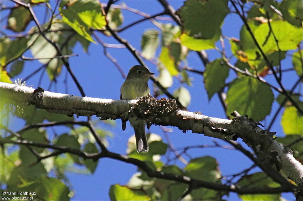 Least Flycatcher