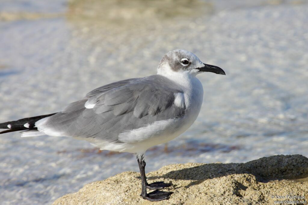 Mouette atricille