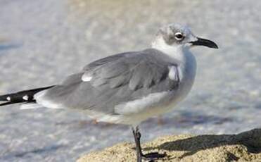 Mouette atricille