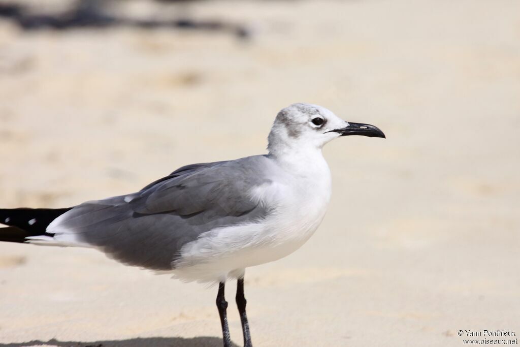 Mouette atricille