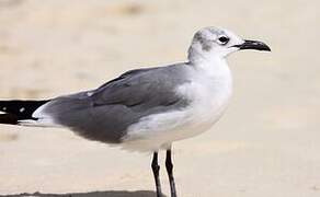 Mouette atricille