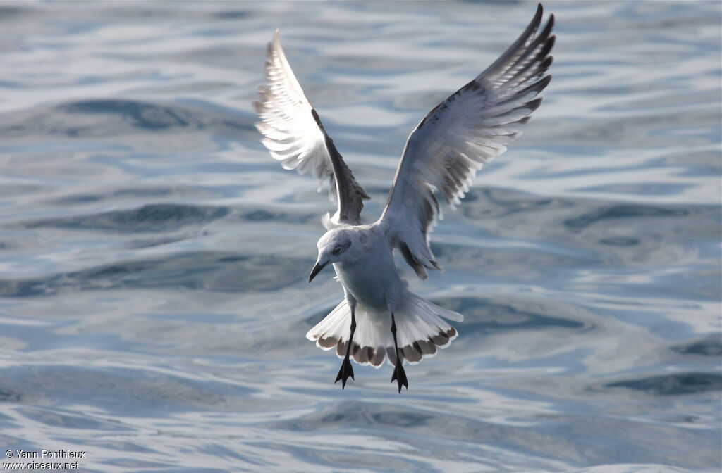 Mouette mélanocéphale1ère année, Vol