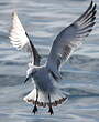 Mouette mélanocéphale