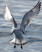 Mediterranean Gull