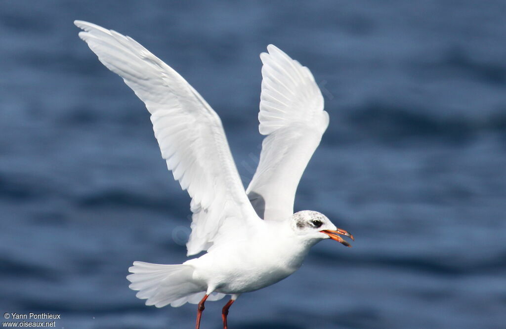 Mouette mélanocéphaleadulte internuptial