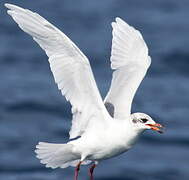 Mediterranean Gull