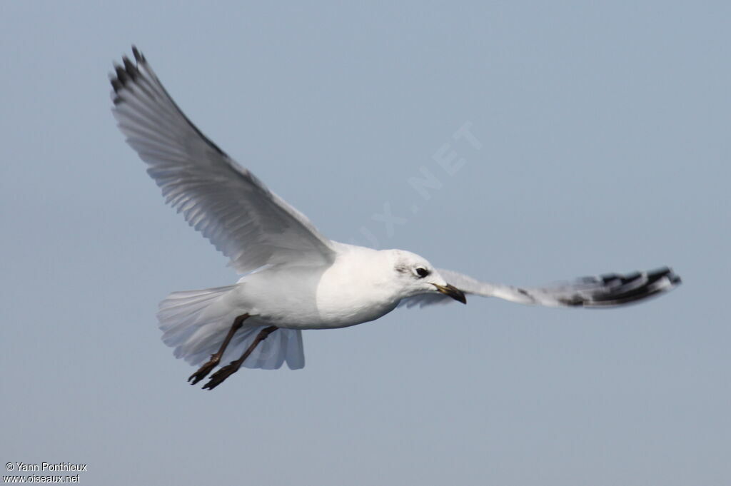 Mouette mélanocéphaleimmature