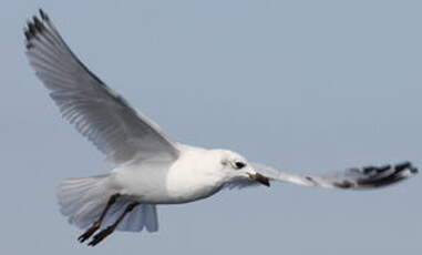 Mouette mélanocéphale