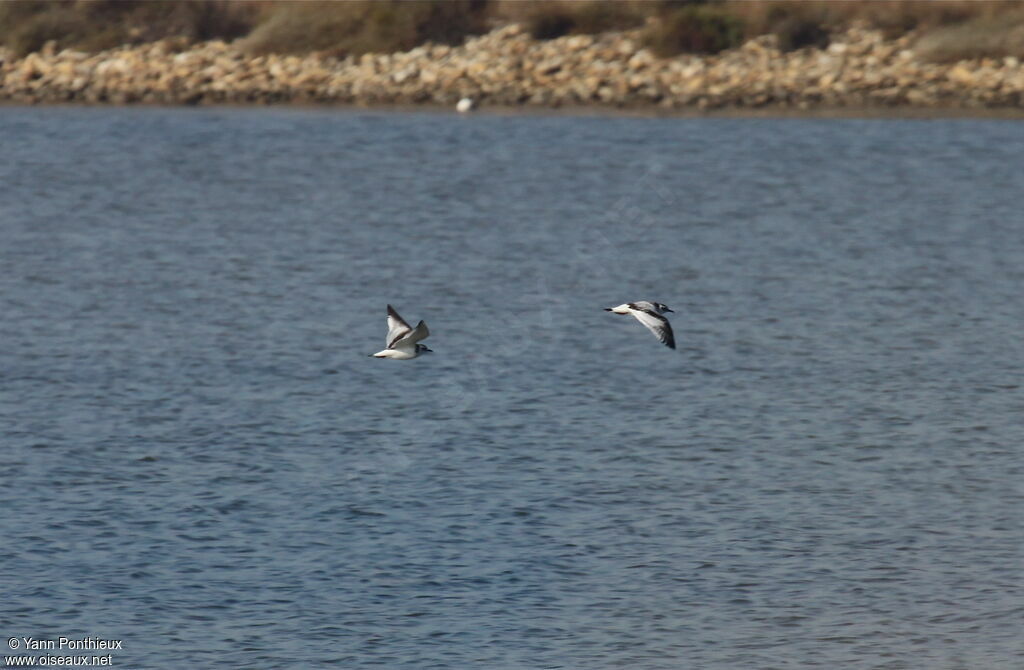 Mouette pygmée1ère année, Vol