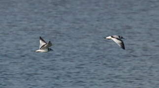 Mouette pygmée
