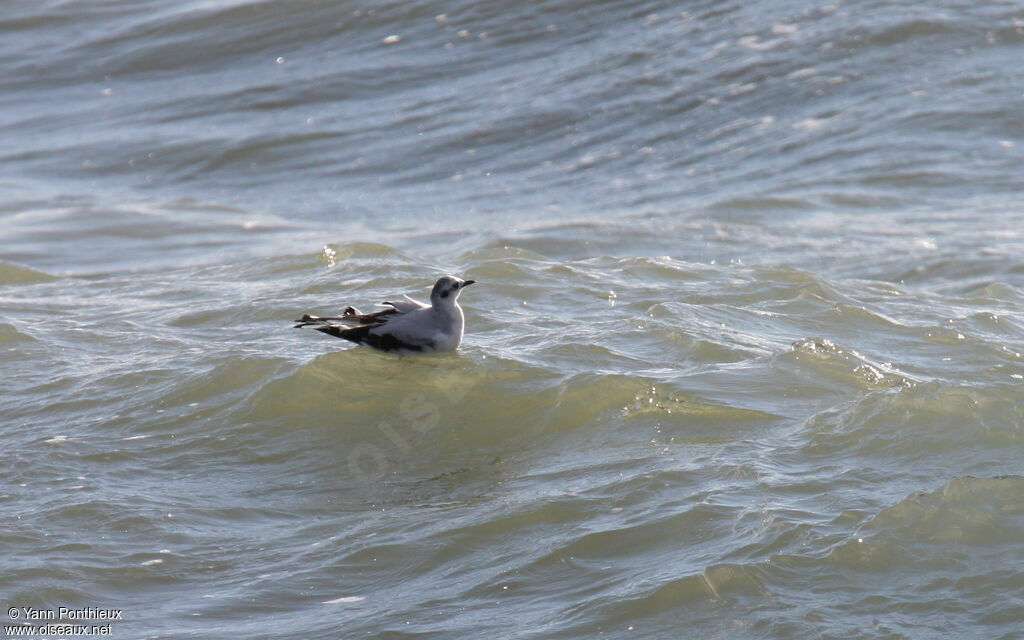 Little Gull