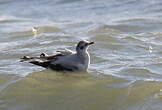 Mouette pygmée