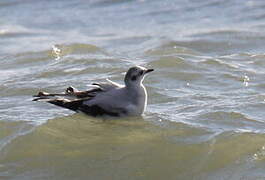 Little Gull