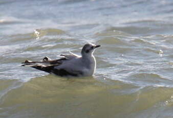 Mouette pygmée