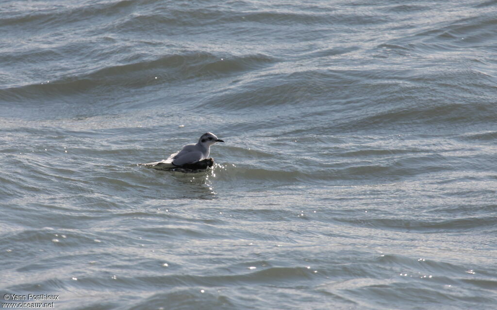 Mouette pygmée