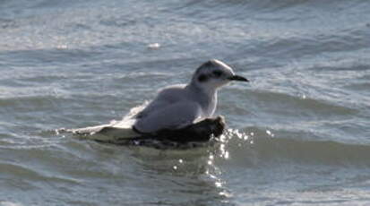 Mouette pygmée