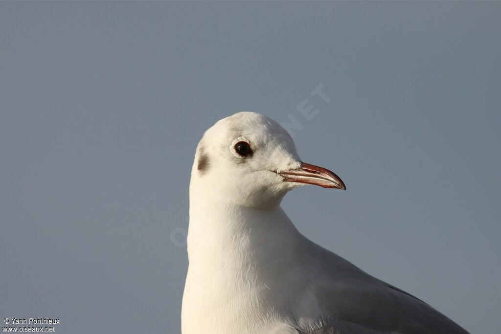 Mouette rieuseadulte internuptial