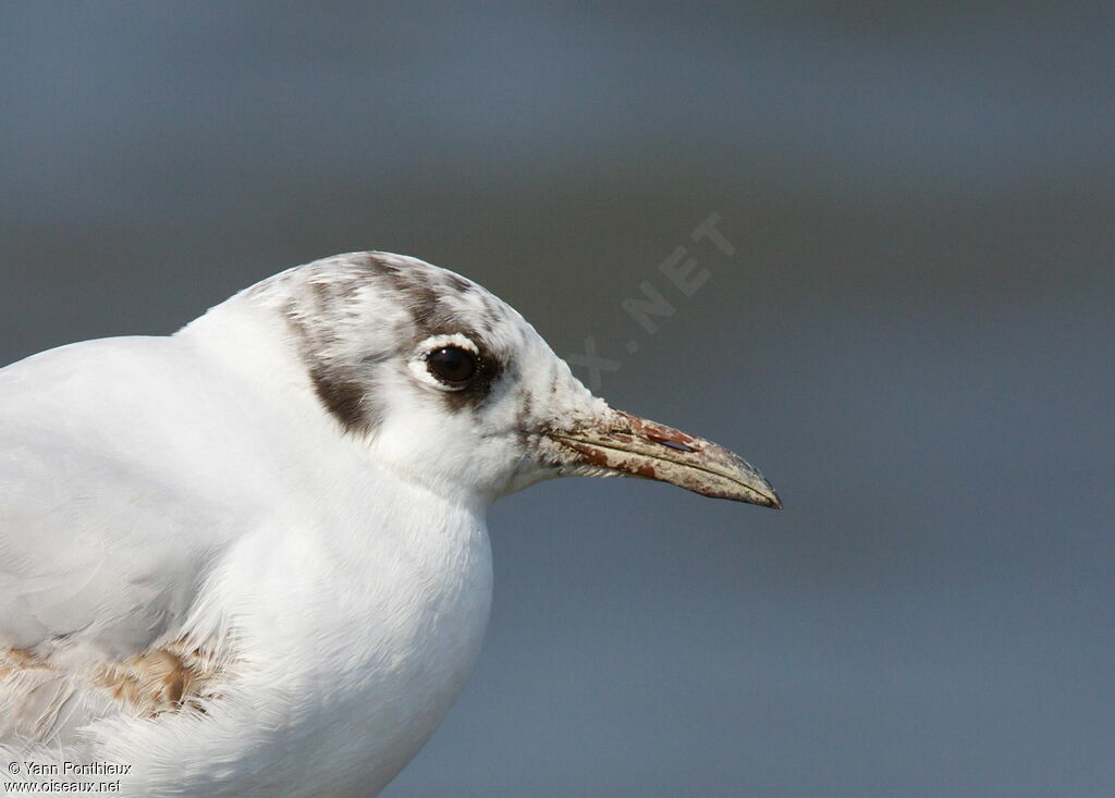 Black-headed GullFirst year