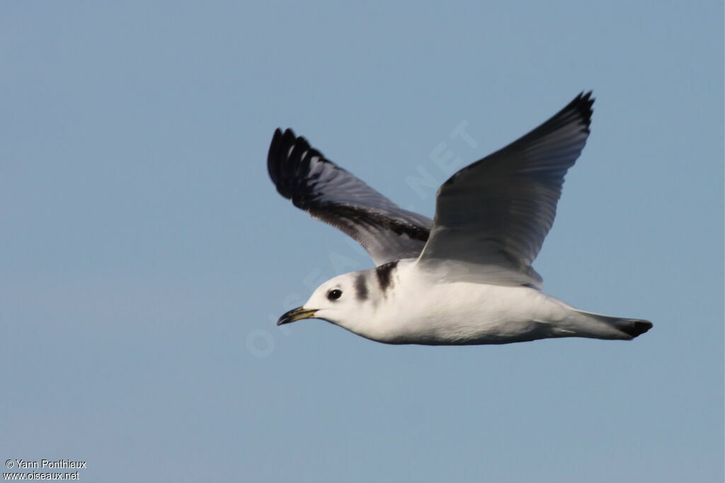 Black-legged KittiwakeFirst year