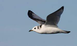 Mouette tridactyle