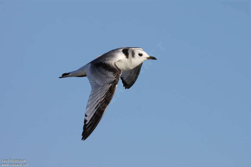 Black-legged KittiwakeFirst year, identification