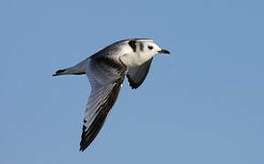 Black-legged Kittiwake