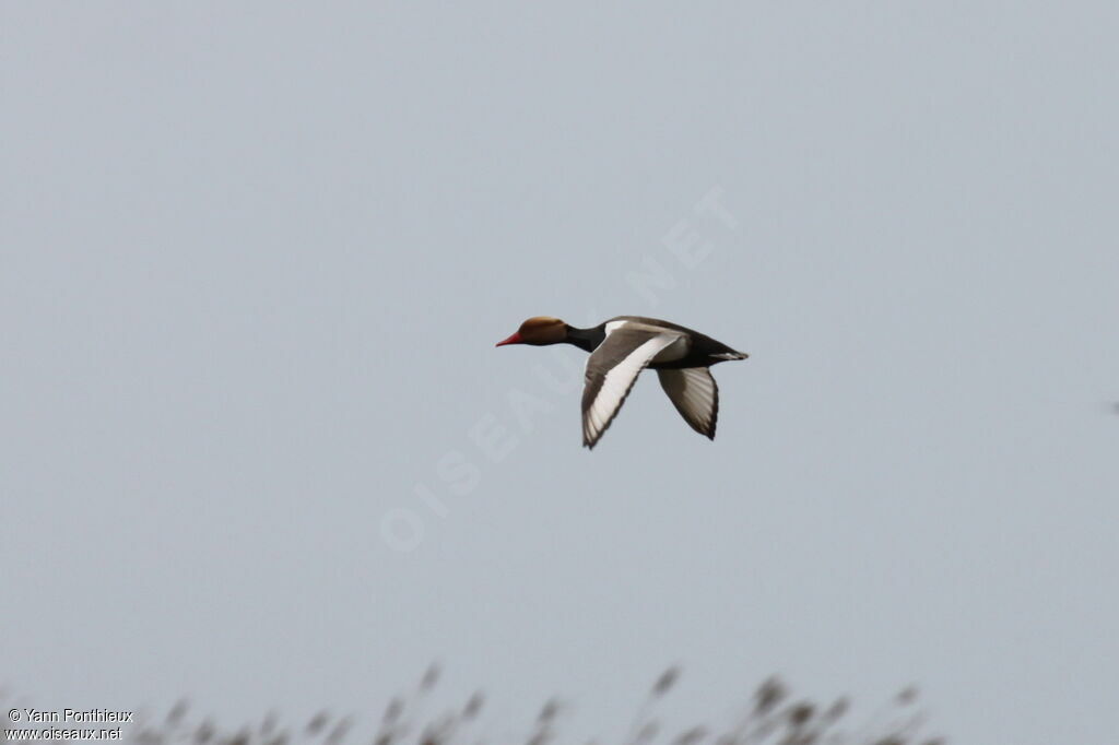 Red-crested Pochard male adult breeding