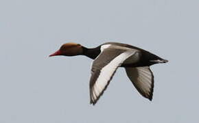 Red-crested Pochard