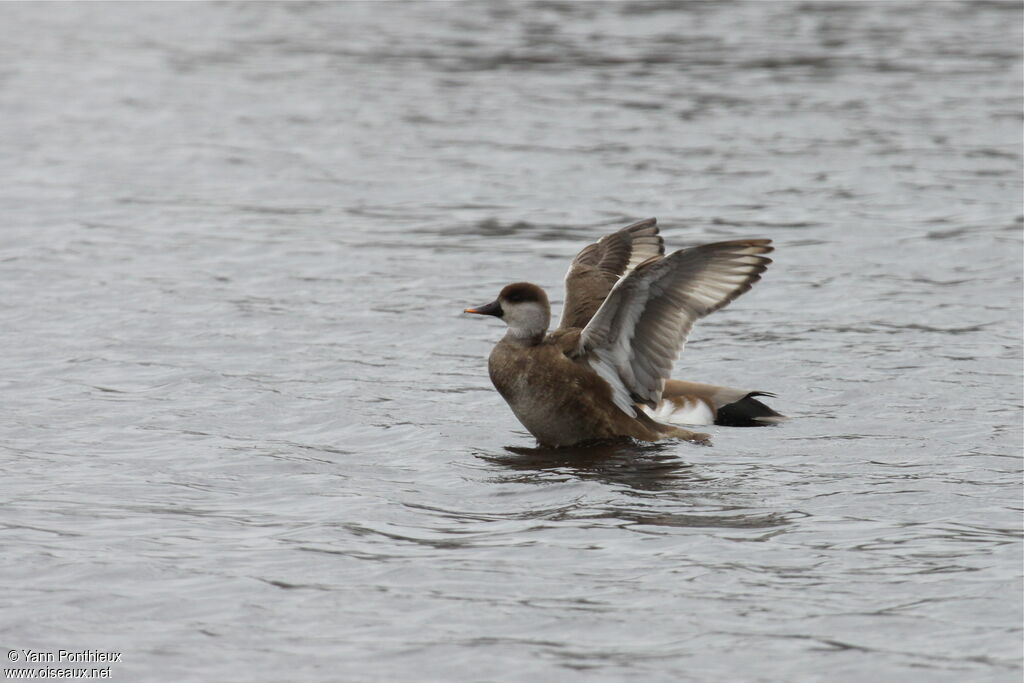 Red-crested Pochard 