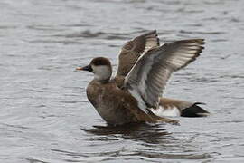 Red-crested Pochard