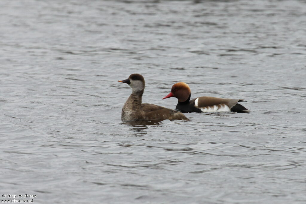 Red-crested Pochard 