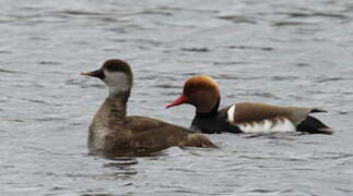 Red-crested Pochard