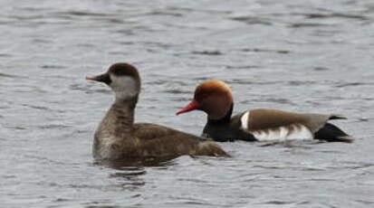 Nette rousse