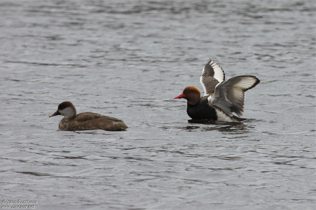 Red-crested Pochard 