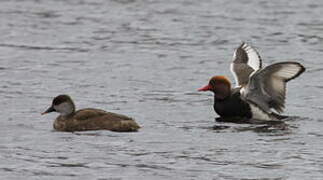 Red-crested Pochard