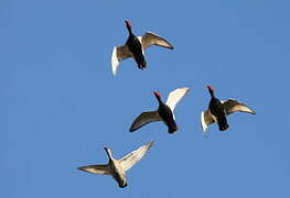 Red-crested Pochard