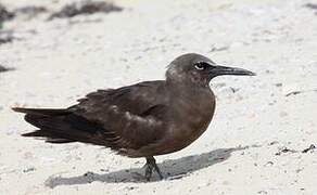 Brown Noddy