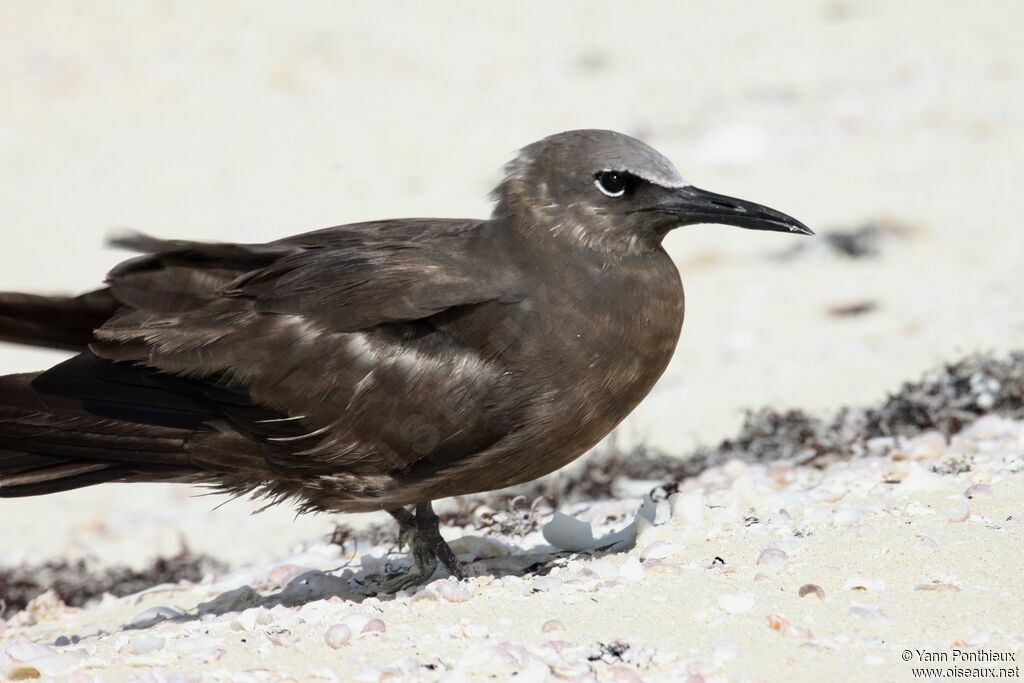 Brown Noddy