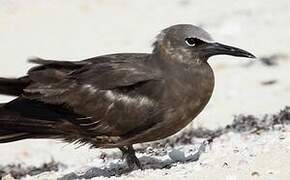 Brown Noddy