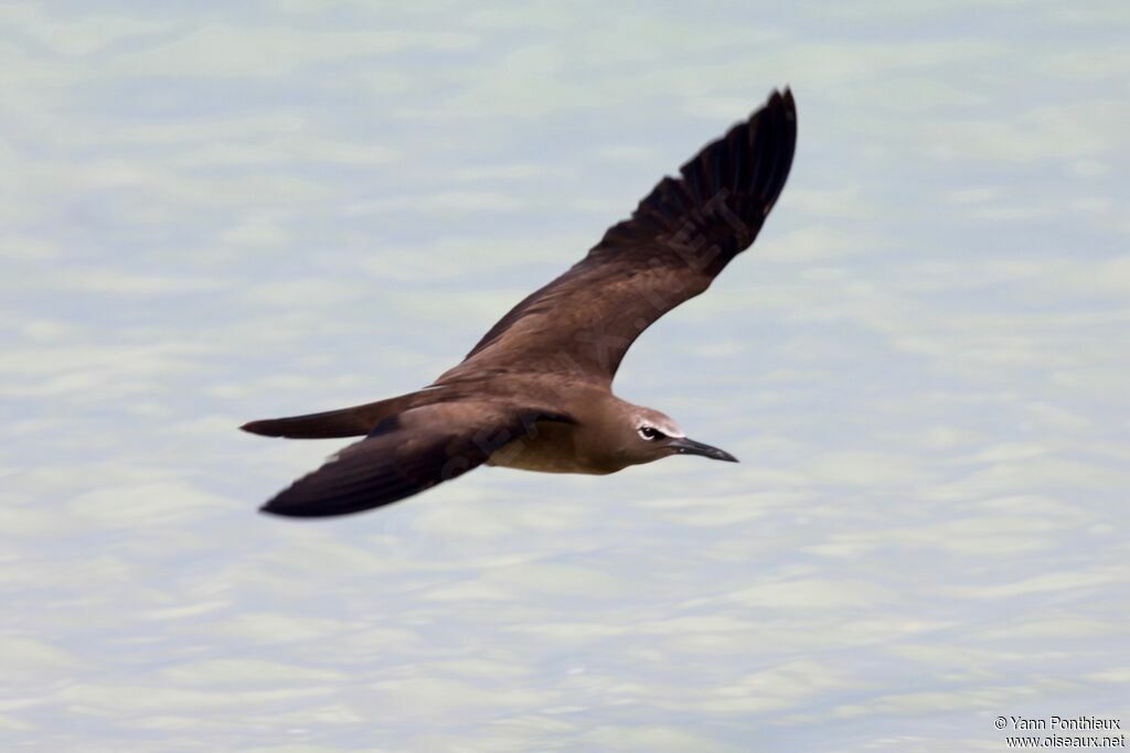 Brown Noddy