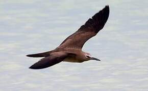 Brown Noddy